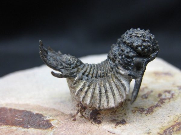 Genuine Lobopyge Trilobite #1f for Sale from Morocco