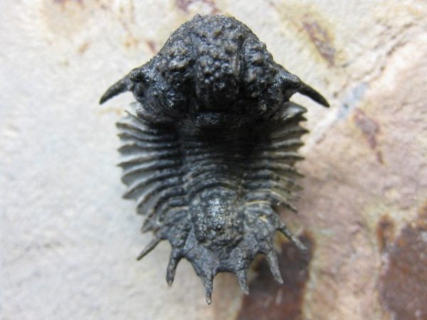 Genuine Lobopyge Trilobite #1g for Sale from Morocco