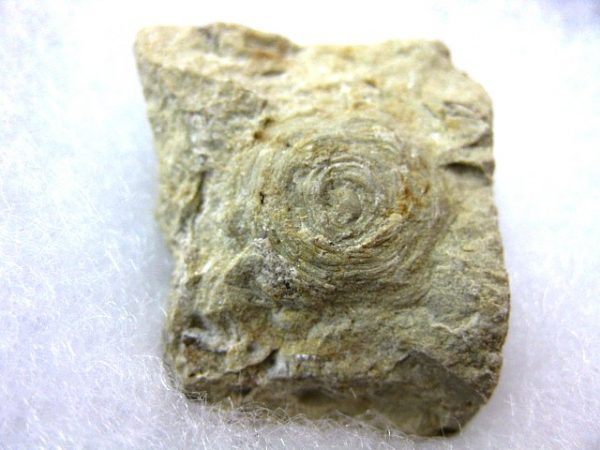 Genuine Devonian Age Plectodiscus Jellyfish Fossil for Sale from Oklahoma #1a