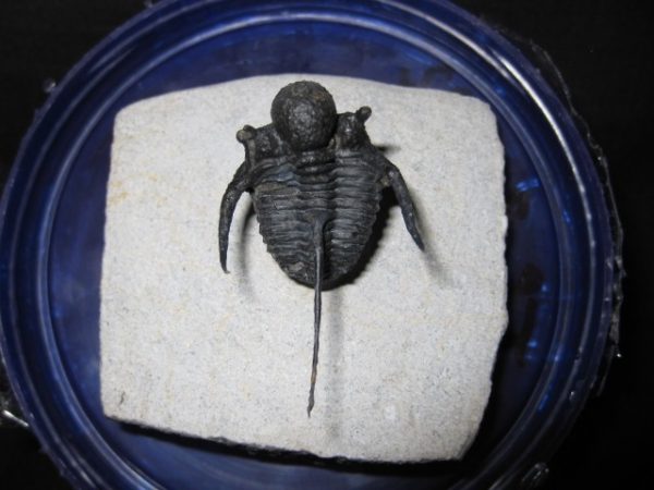 Genuine Otarion Trilobite #1 for Sale from Morocco