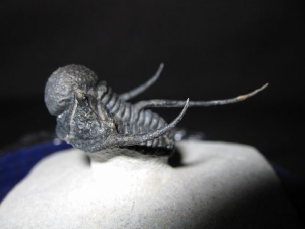 Genuine Otarion Trilobite #1a for Sale from Morocco