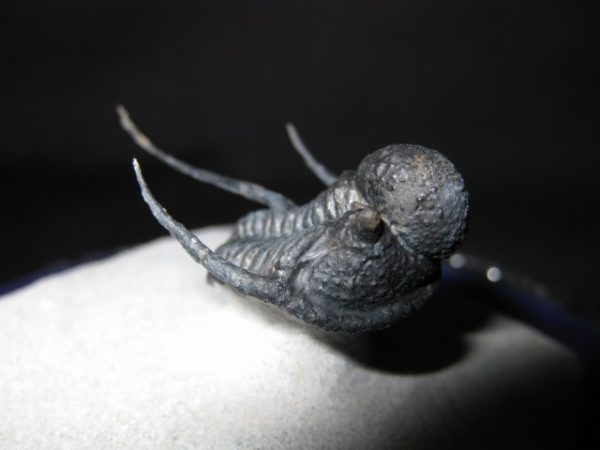 Genuine Otarion Trilobite #1d for Sale from Morocco