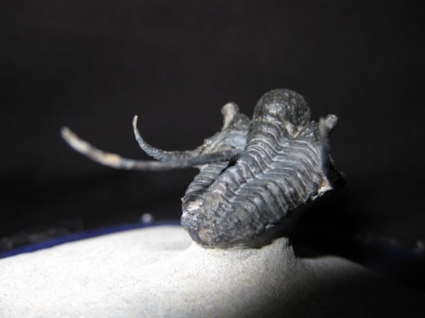 Genuine Otarion Trilobite #1f for Sale from Morocco