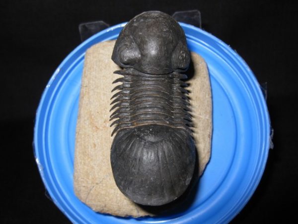 Genuine Devonian Paralajurus Trilobite #1 for Sale from Morocco