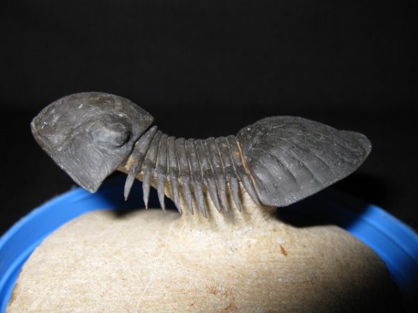 Genuine Devonian Paralajurus Trilobite #1a for Sale from Morocco