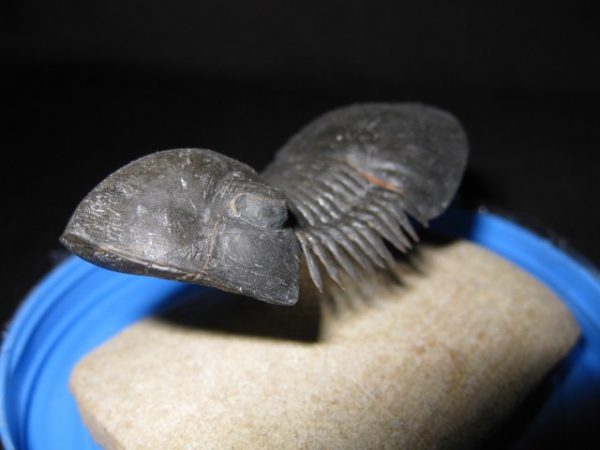 Genuine Devonian Paralajurus Trilobite #1b for Sale from Morocco