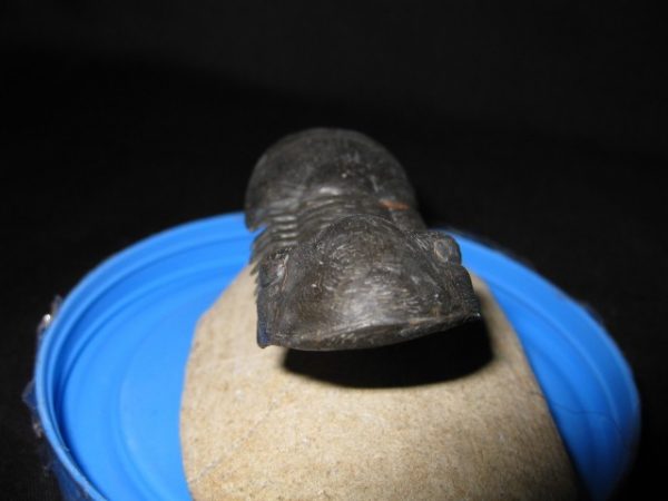 Genuine Devonian Paralajurus Trilobite #1c for Sale from Morocco