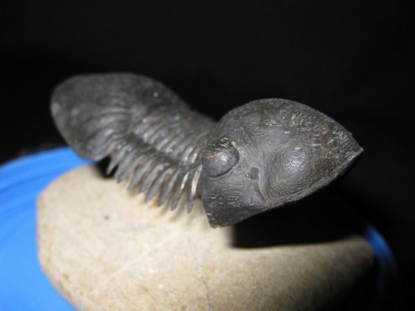 Genuine Devonian Paralajurus Trilobite #1d for Sale from Morocco