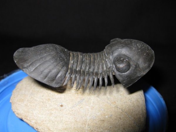 Genuine Devonian Paralajurus Trilobite #1e for Sale from Morocco