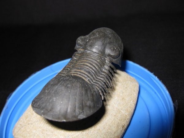 Genuine Devonian Paralajurus Trilobite #1f for Sale from Morocco