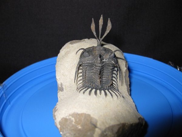 Genuine Walliserops Short-Forked Trident Trilobite #2 for Sale from Morocco