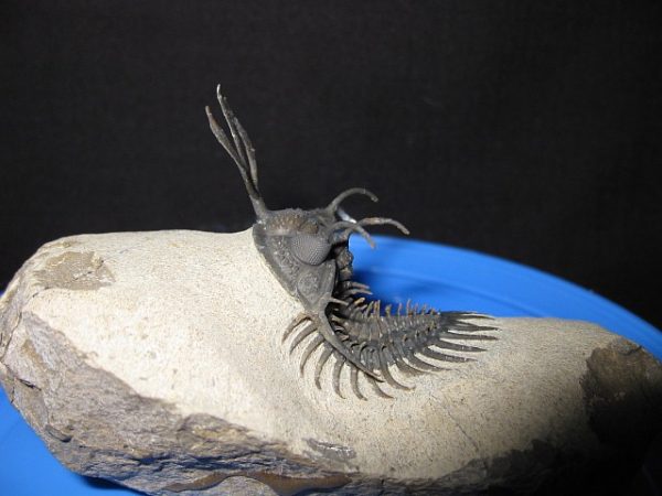 Genuine Walliserops Short-Forked Trident Trilobite #2a for Sale from Morocco