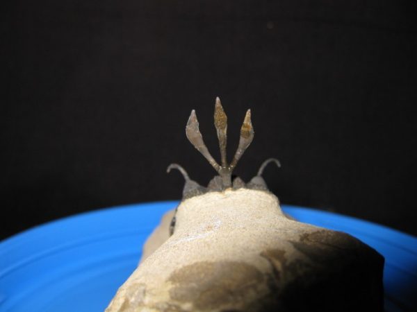 Genuine Walliserops Short-Forked Trident Trilobite #2b for Sale from Morocco