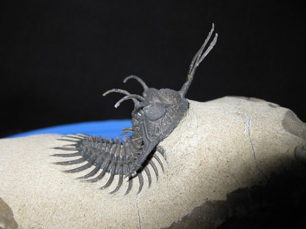 Genuine Walliserops Short-Forked Trident Trilobite #2c for Sale from Morocco