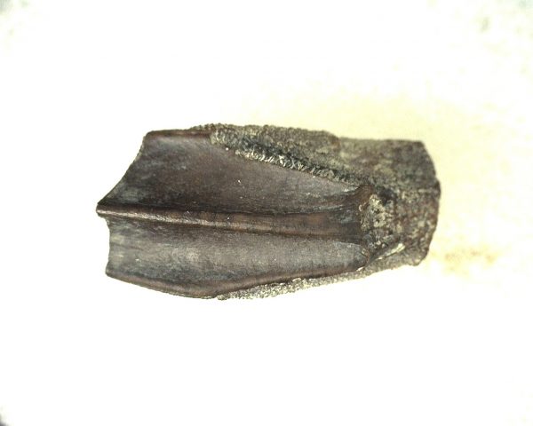 Edmontosaurus Dinosaur Tooth #2