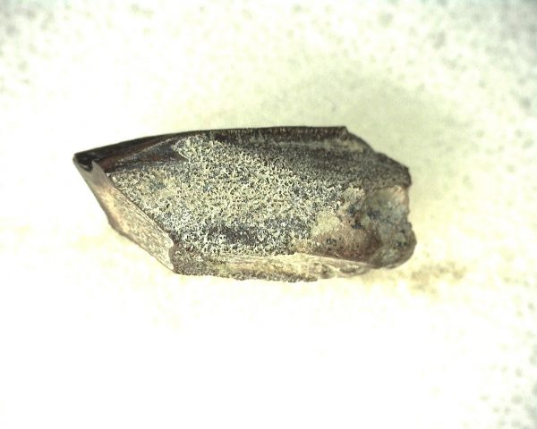 Edmontosaurus Dinosaur Tooth #2 - Image 2