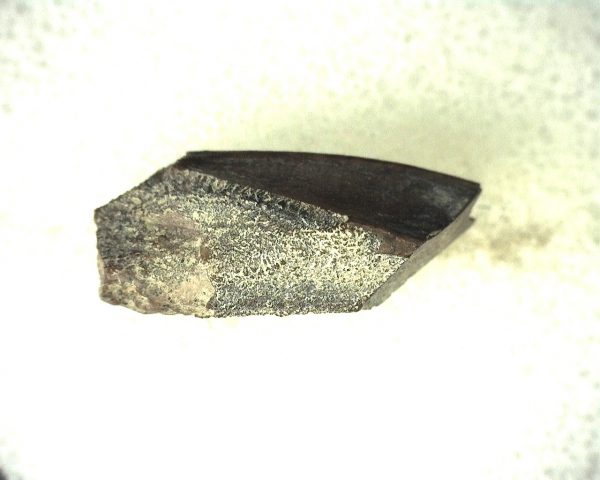 Edmontosaurus Dinosaur Tooth #2 - Image 4