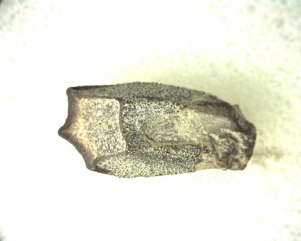 Edmontosaurus Dinosaur Tooth #2 - Image 3