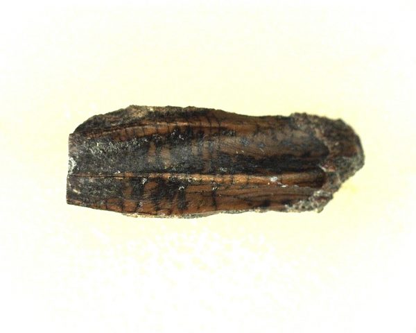 Edmontosaurus Dinosaur Tooth #4