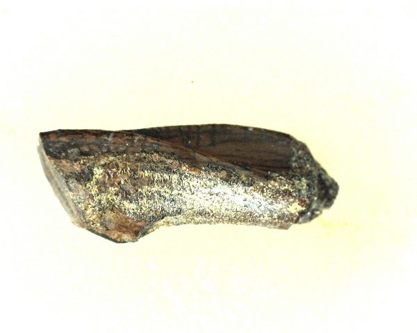 Edmontosaurus Dinosaur Tooth #4 - Image 2