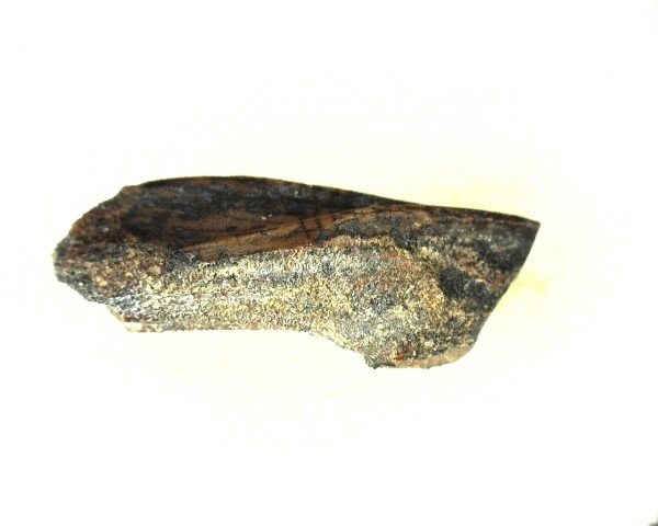 Edmontosaurus Dinosaur Tooth #4 - Image 4