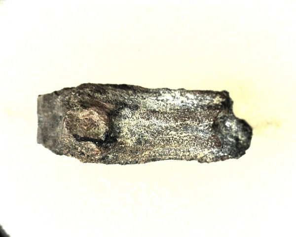 Edmontosaurus Dinosaur Tooth #4 - Image 3