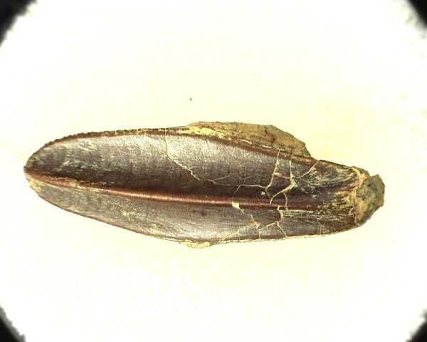 Edmontosaurus Dinosaur Tooth #5