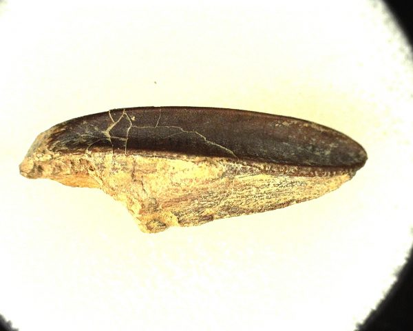 Edmontosaurus Dinosaur Tooth #5 - Image 4