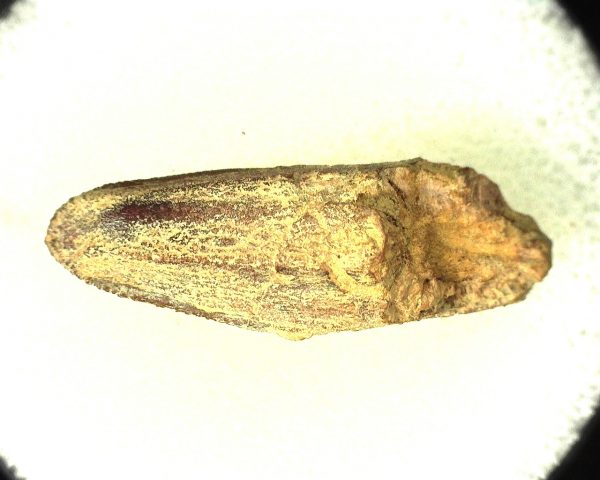 Edmontosaurus Dinosaur Tooth #5 - Image 3