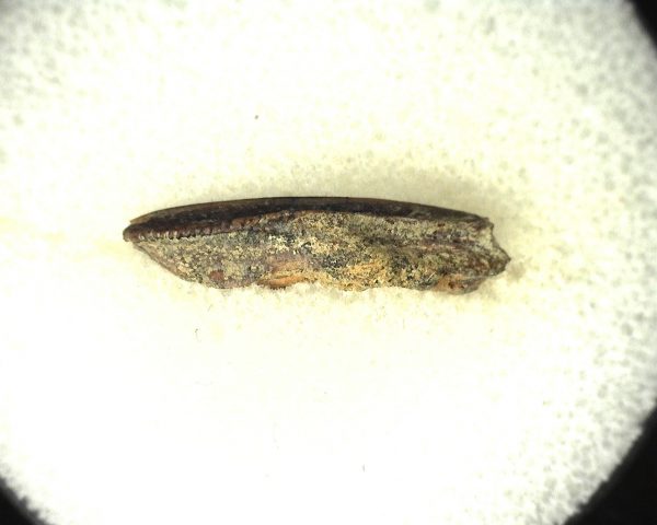 Edmontosaurus Dinosaur Tooth #7 - Image 2