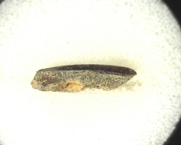 Edmontosaurus Dinosaur Tooth #7 - Image 4