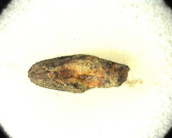 Edmontosaurus Dinosaur Tooth #7 - Image 3