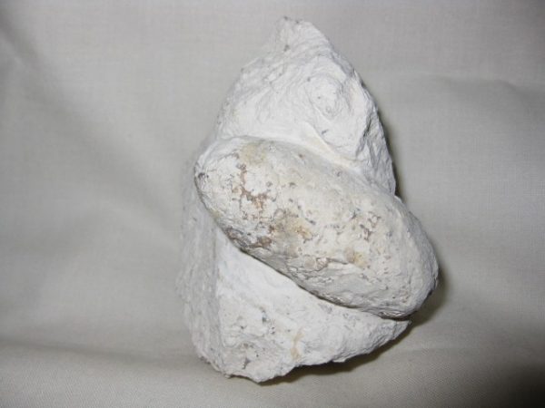 Genuine Eocene Age Fossil Crocodile Egg for Sale from France #3