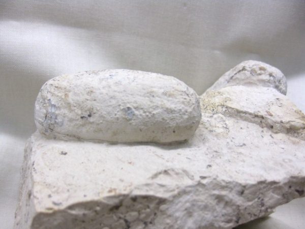 Genuine Eocene Age Fossil Crocodile Egg for Sale from France #5a