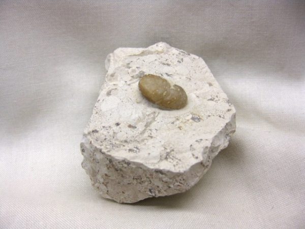 Fossil Snake Egg #2