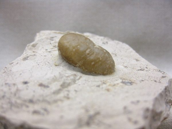 Fossil Snake Egg #2 - Image 2