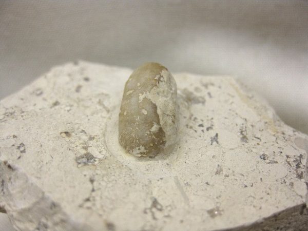 Fossil Snake Egg #2 - Image 3