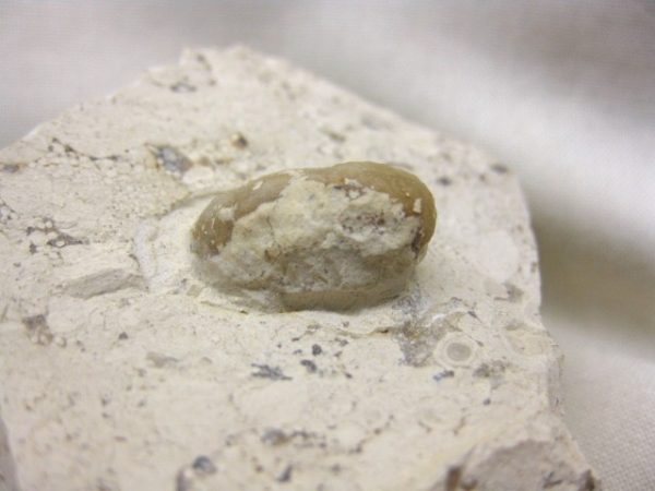 Fossil Snake Egg #2 - Image 4