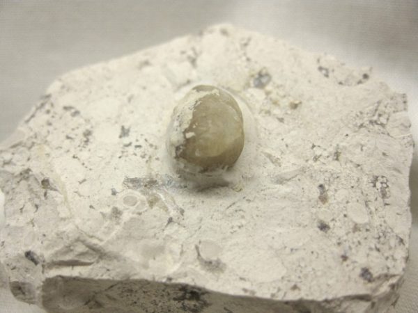 Fossil Snake Egg #2 - Image 5