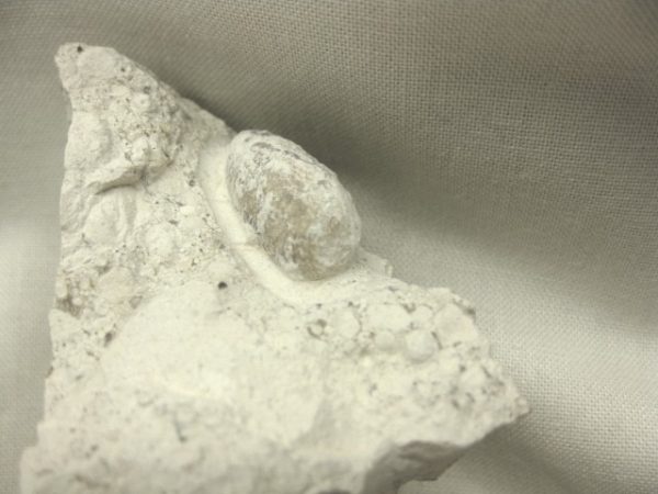 Fossil Snake Egg #3 - Image 4