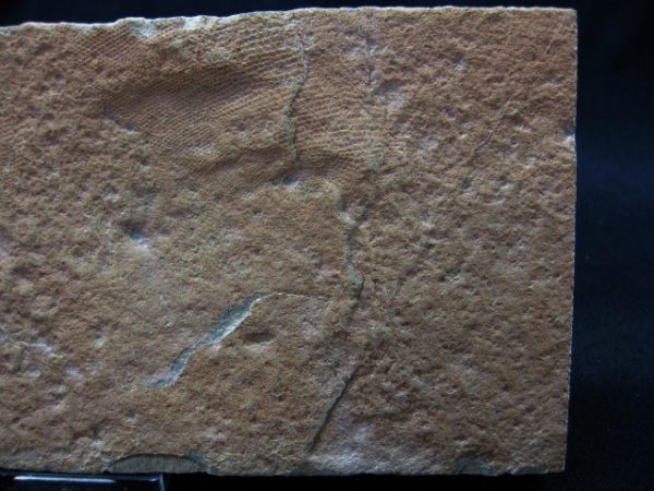 Reptile Skin Impression #11 - Image 4