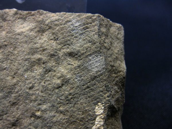 Reptile Skin Impression #20 - Image 2