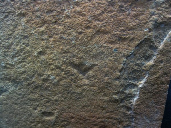 Reptile Skin Impression #5 - Image 2