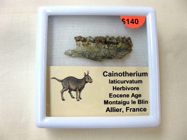 Cainotherium Eocene Mammal For Sale #5