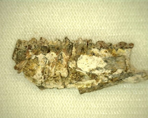 Cainotherium Eocene Mammal For Sale #5 - Image 3