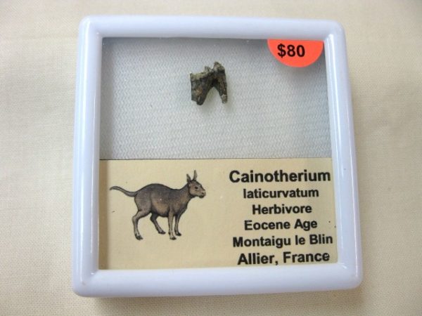 Cainotherium Eocene Mammal For Sale #2