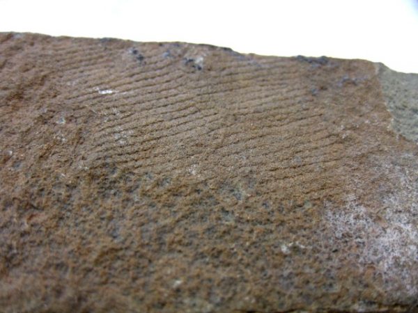 Reptile Skin Impression #21 - Image 3