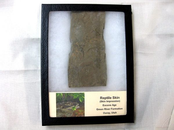 Reptile Skin Impression #23