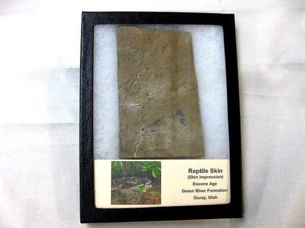 Reptile Skin Impression #24