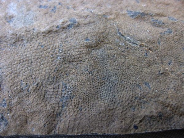 Reptile Skin Impression #24 - Image 5